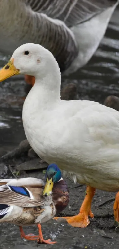 White duck with ducklings by the water, serene natural scene.