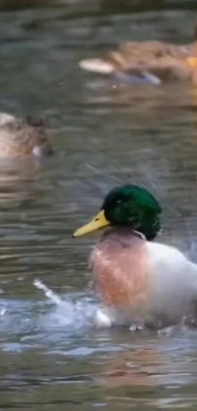 Ducks swimming in a tranquil pond, creating a serene and calming scene.