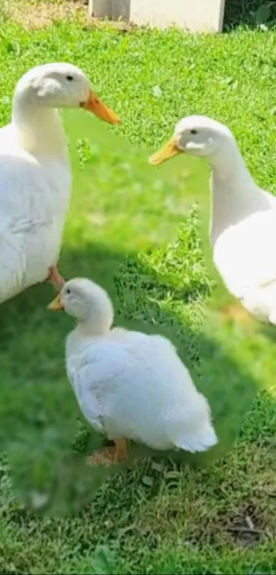 Three white ducks relaxing on the grass, under sunlight.