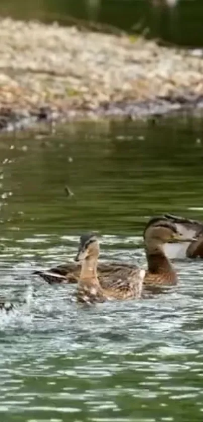 Three ducks swimming peacefully on a calm lake.