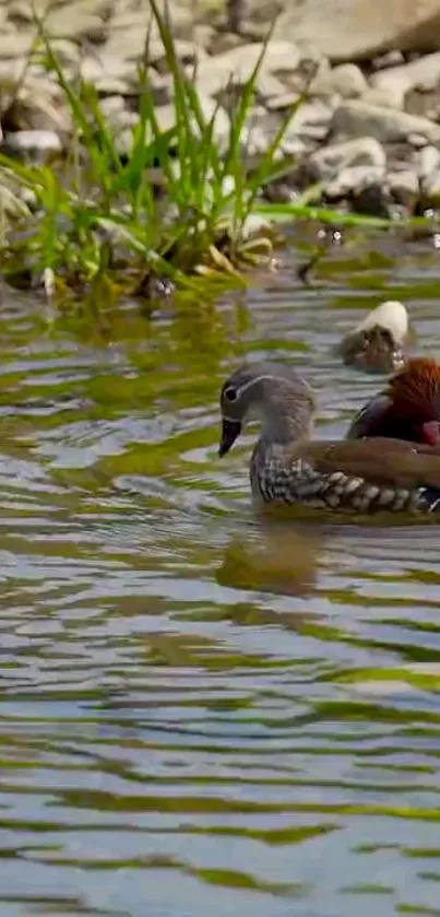 Colorful Mandarin ducks swimming in a peaceful pond with green surroundings.