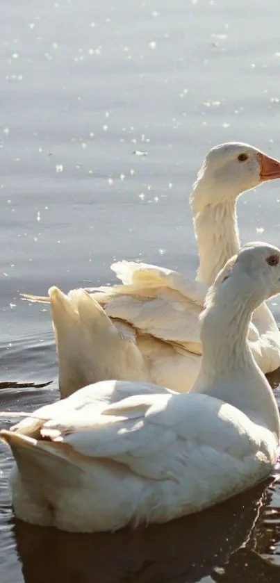 Two ducks gliding calmly on shimmering water surface.