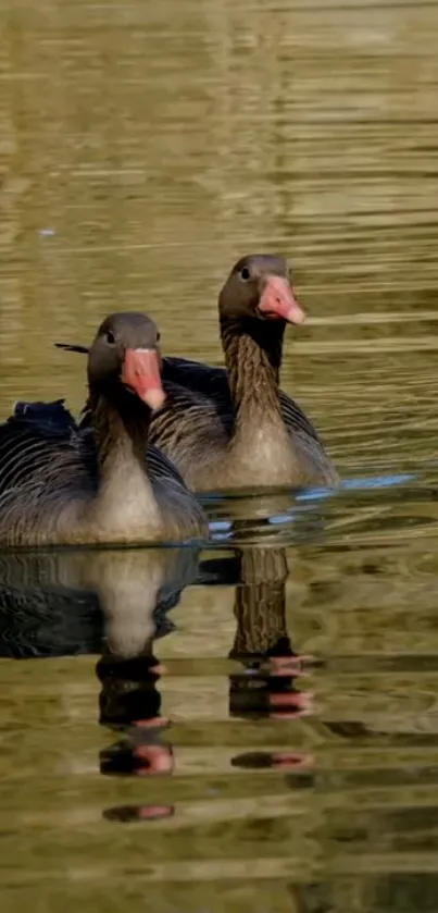 Two ducks gracefully glide across calm water.