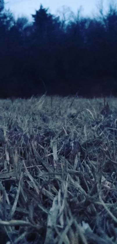 Serene dusk field with dark blue sky.