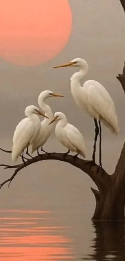 Egrets perched on tree branch with sunset background.