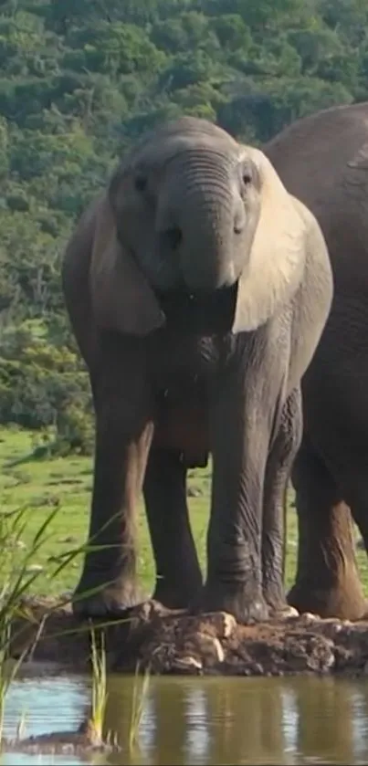 Elephant standing by a calm water source in a lush green forest.