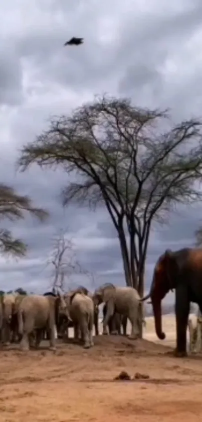 A herd of elephants under a tree in a savannah with a cloudy sky.