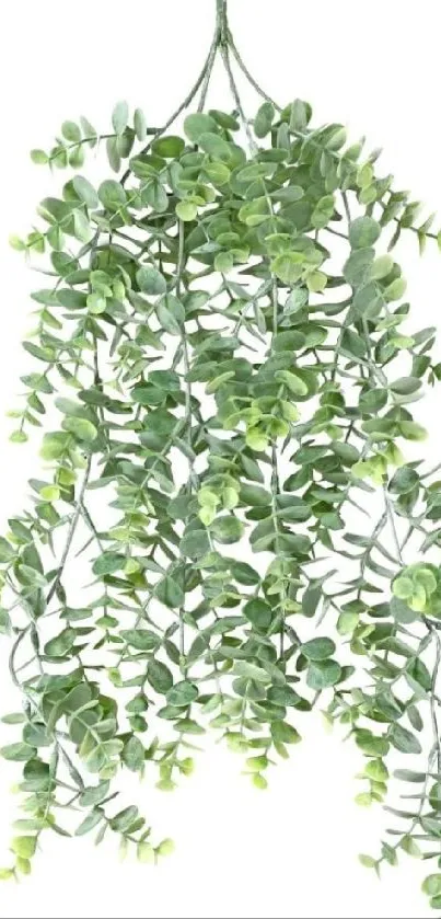 Artificial eucalyptus plant wallpaper with lush green leaves.