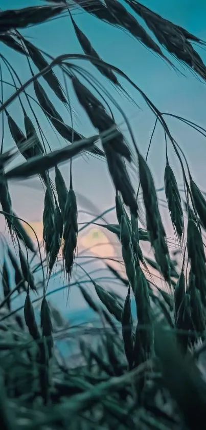 Serene teal wheat field at sunset wallpaper with gentle ambiance.