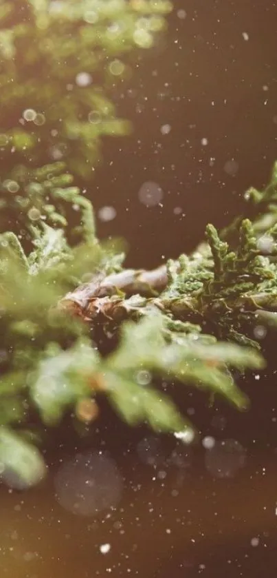 Close-up of evergreen foliage with falling snow.