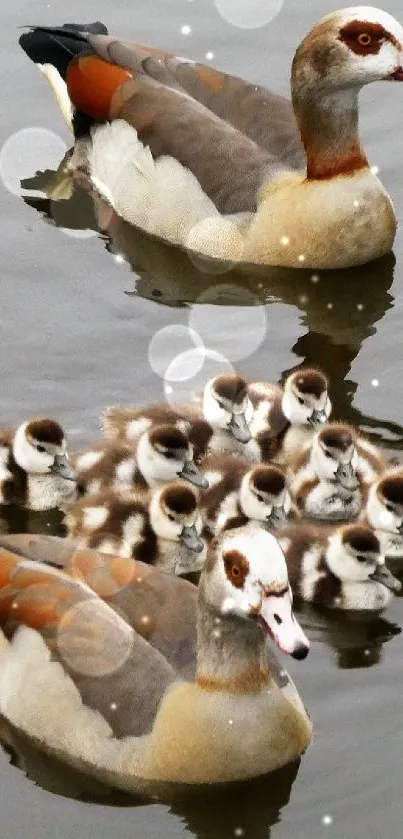 Family of ducks swimming in calm water.