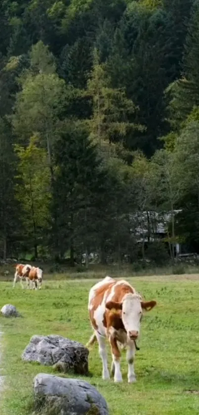 Cows grazing in a peaceful green field by a forest.