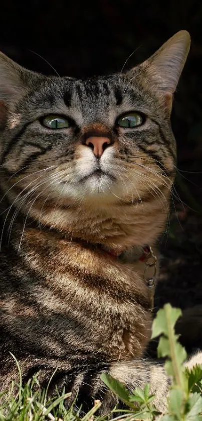 Majestic tabby cat basking in sunlight with green eyes.