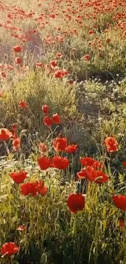 Vibrant red poppy field under sunlight, creating a peaceful scene.