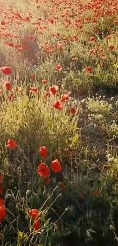 Scenic mobile wallpaper of a field with red poppies and green grass.