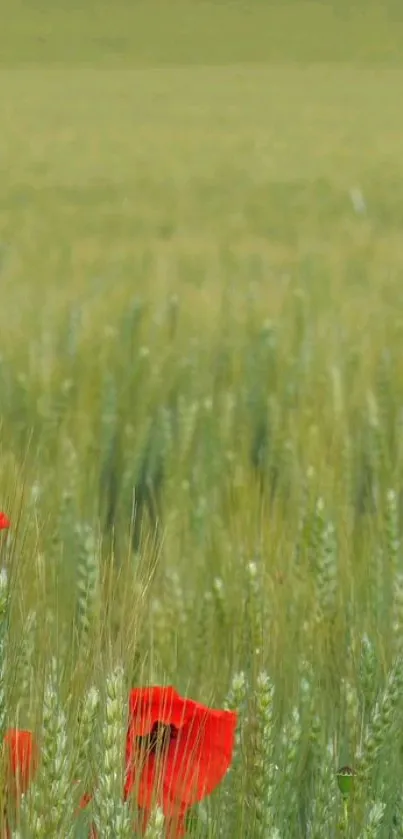 Serene field landscape with red poppies and green grass under soft light.