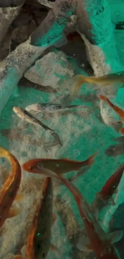 A serene view of a fish pond with colorful fish swimming.