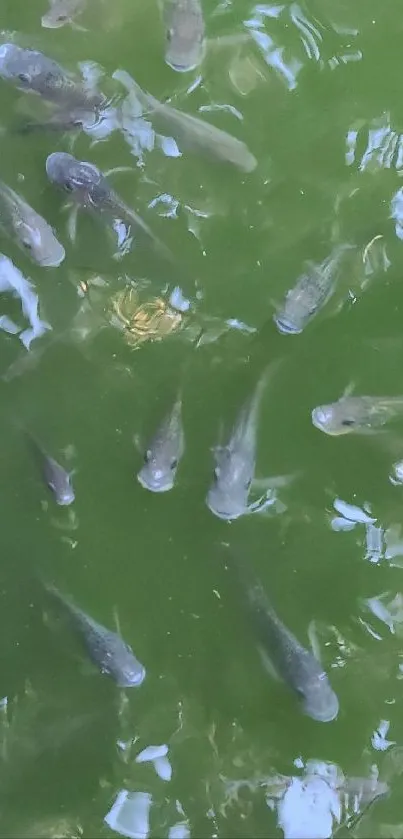 Vibrant underwater view of fish swimming serenely.