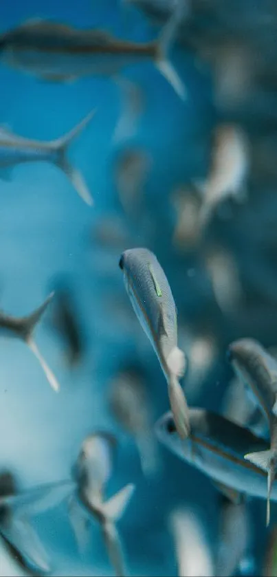 Serene underwater scene with swimming fish on a blue background.