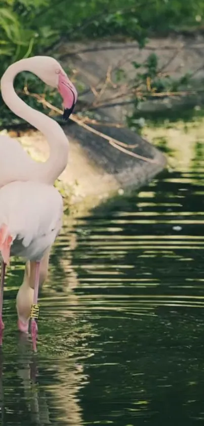 Flamingo wading in a green-toned serene pond.