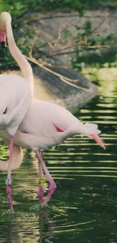 Two flamingos wading in a lush lakeside setting under soft sunlight.