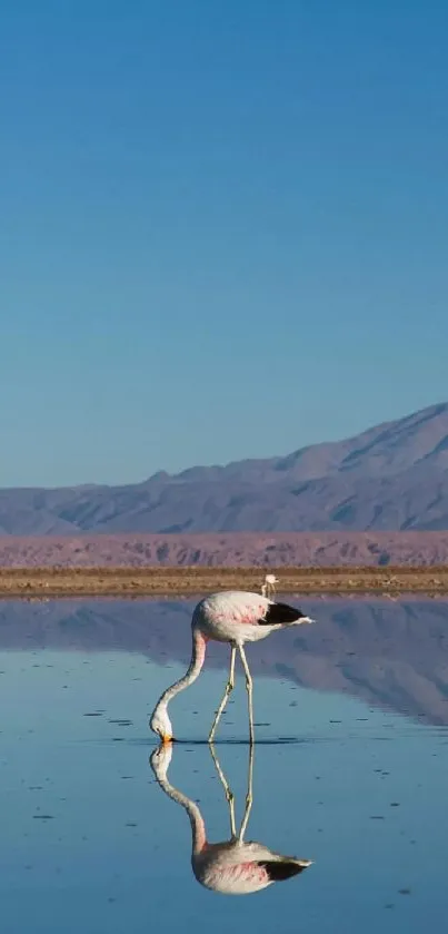 A flamingo by water with mountain reflection under a blue sky.