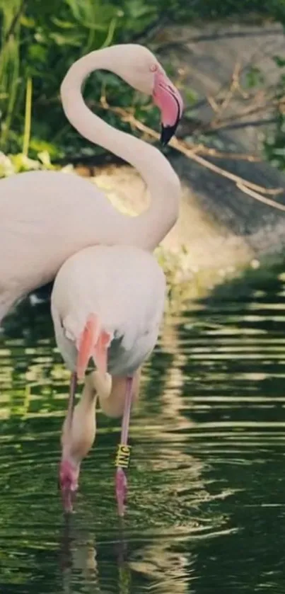 Elegant flamingos standing in tranquil water surrounded by greenery.