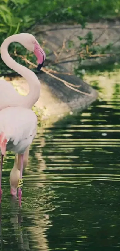 Pink flamingos reflected in a tranquil pond surrounded by greenery.