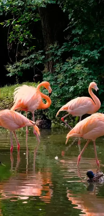 Graceful flamingos in a lush green pond, perfect for a tranquil mobile wallpaper.