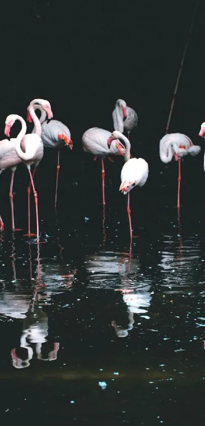 Flock of flamingos reflecting in calm water at night.