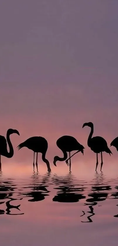 Silhouetted flamingos at dusk with purple sunset reflection on water.