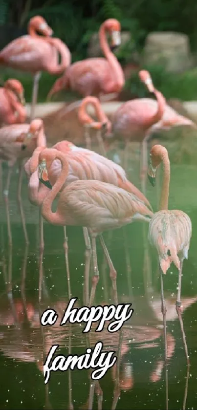 Serene flamingos gathered in a pond, reflecting calm and elegance.