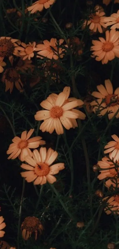 Wallpaper featuring serene orange flowers on a dark green background.