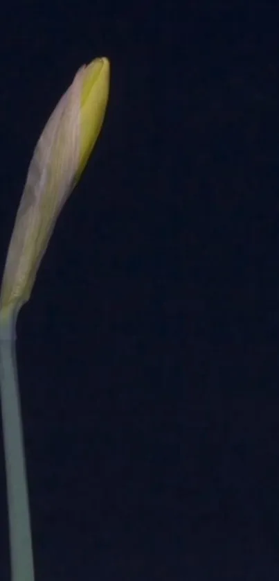 Two flower buds with a dark blue background.