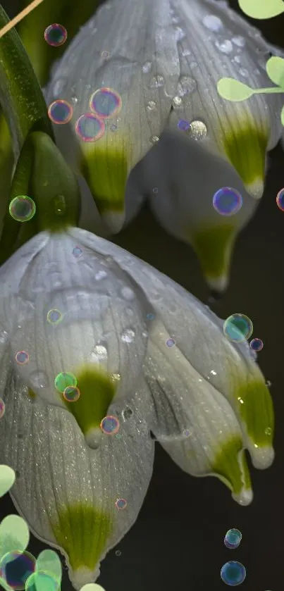 Floral wallpaper with dew-covered flowers and green accents.