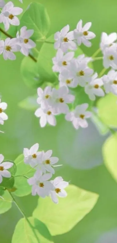 Beautiful green and white floral mobile wallpaper with blossoms.