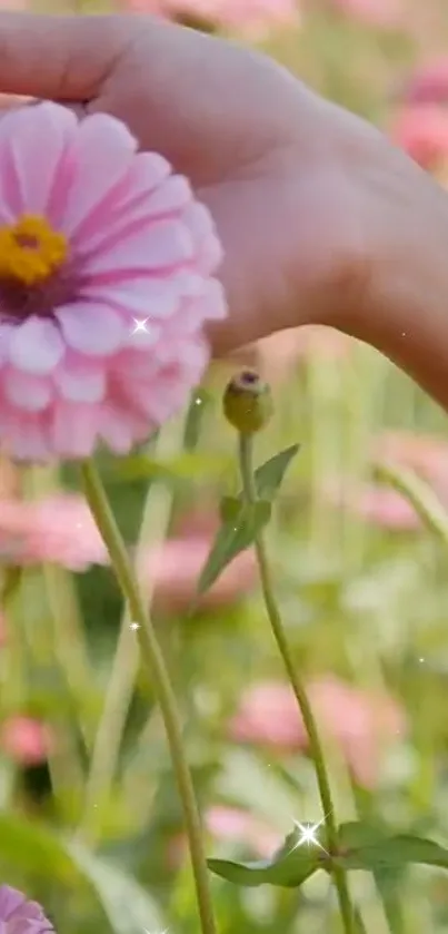 Hand gently touching a pink flower in a garden setting.