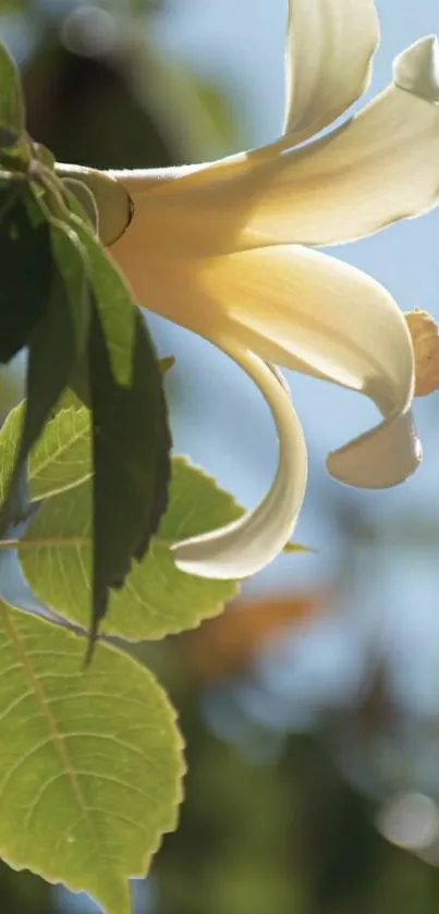 Yellow flower and green leaves in sunlight.