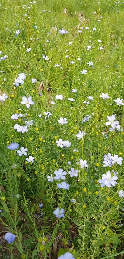 Serene meadow filled with white flowers and lush green grass for mobile wallpaper.