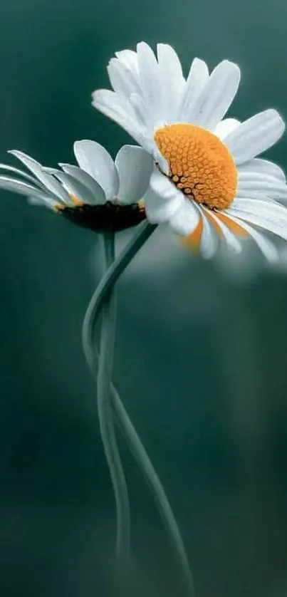 Two delicate daisies with teal background mobile wallpaper.