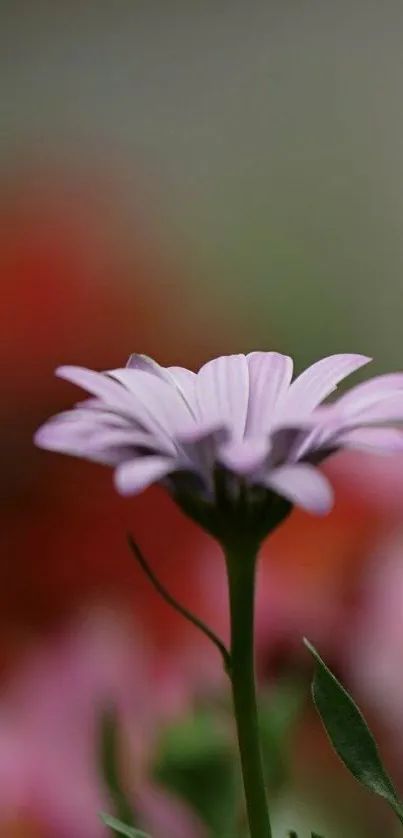 Light purple flower with blurred background.