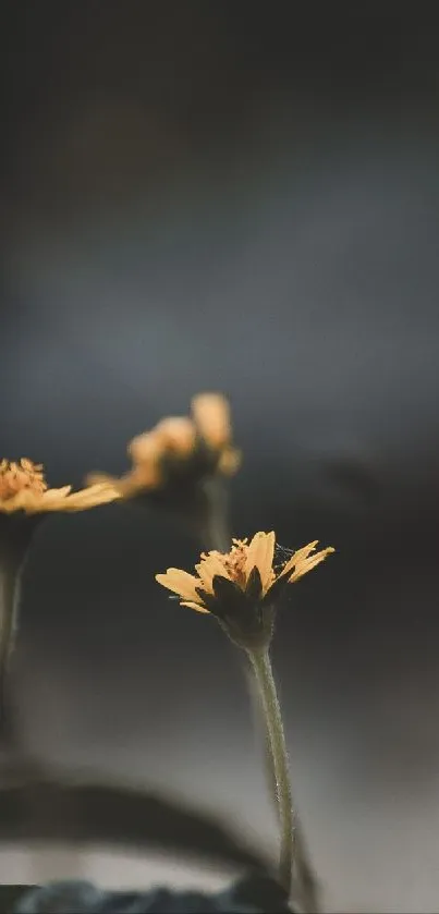 Yellow flowers with blurred background in mobile wallpaper.