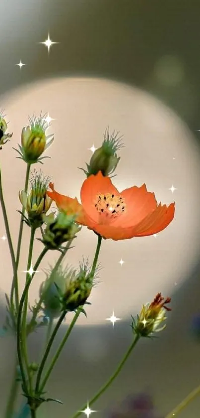 Serene orange flower in soft focus floral mobile wallpaper.