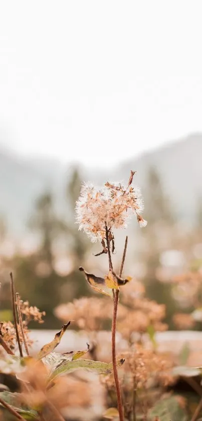 Wildflowers and mountains in a serene, blurry background.