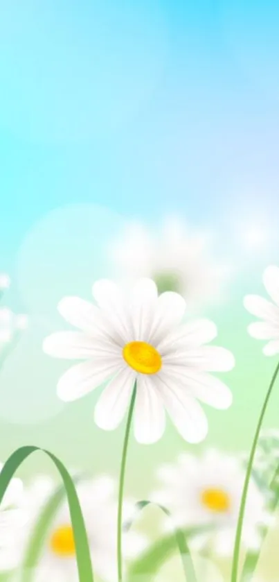 Serene wallpaper with daisies and soft blue gradient.