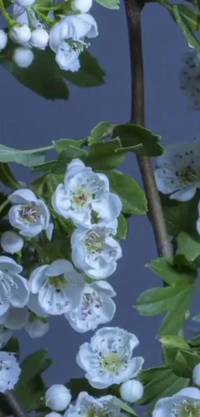 Mobile wallpaper with white flowers on blue.