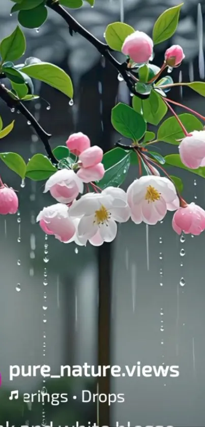 Pink and white blossoms with raindrops on a mobile wallpaper.