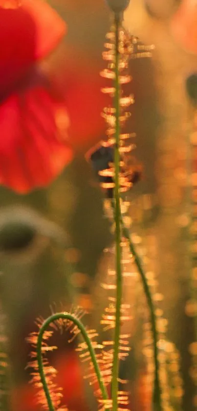 Serene poppy floral silhouette in warm lighting.