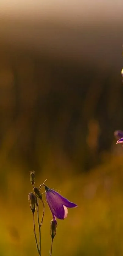 Purple flowers against a golden sunset backdrop on mobile wallpaper.