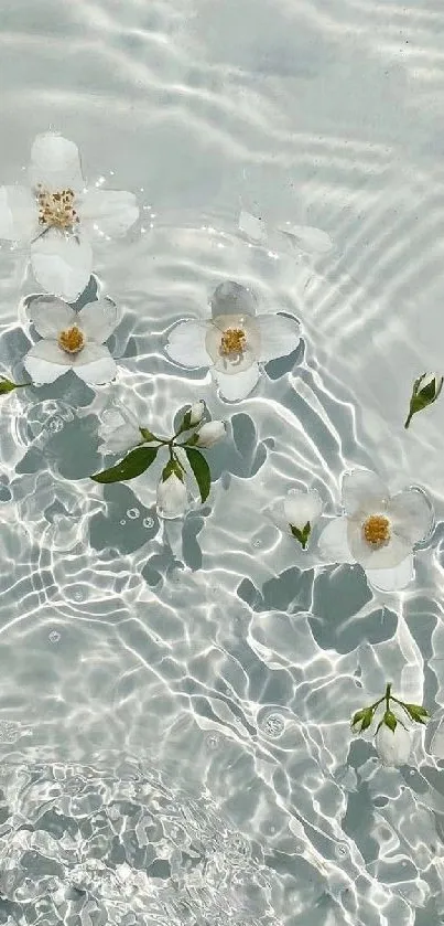 White flowers float serenely on clear water.